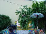Gartenfest 2001