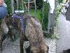 060.jpg size(800,600) 83918 Bytes 