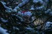 117.jpg size(717,476) 43611 Bytes 