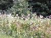 032.jpg size(800,600) 133484 Bytes 