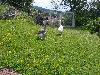 196.jpg size(800,600) 179226 Bytes 