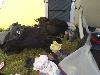 547.jpg size(800,600) 60271 Bytes 