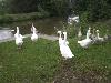 629.jpg size(800,600) 77130 Bytes 