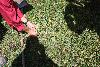 262.jpg size(800,533) 155432 Bytes 