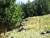123.jpg size(800,600) 168262 Bytes 